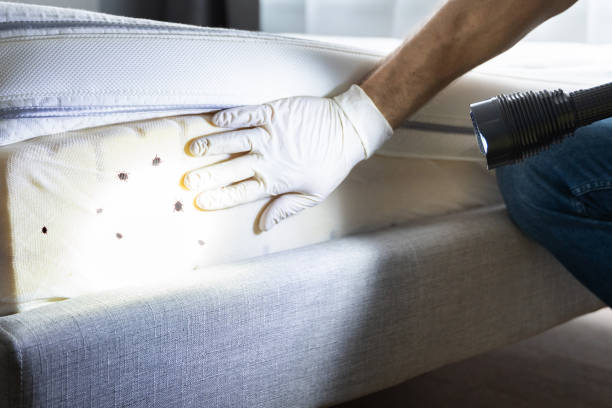 Best Insect Control  in Trenton, IL