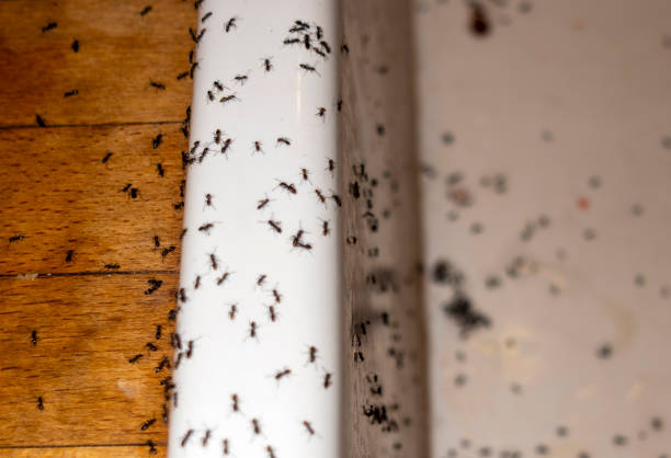 Best Pest Removal Services  in Trenton, IL
