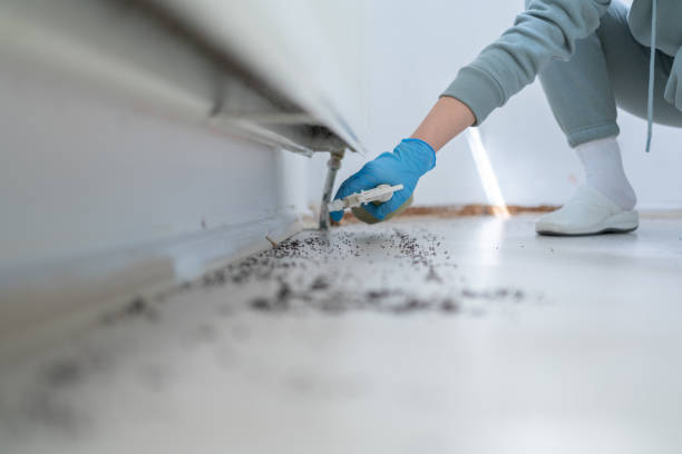 Wasp Removal Services in Trenton, IL